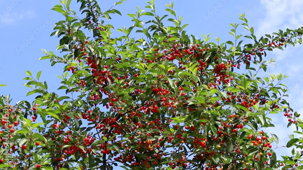 Branches of a cherry tree with cherries sway in the wind. Branches of a cherry tree with cherries sway in the wind.