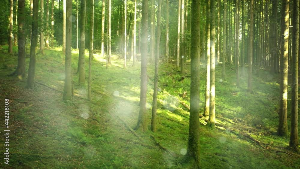 Artistic green woods fairy tale with bokeh animation. Artistic green woods fairy tale with bokeh animation.