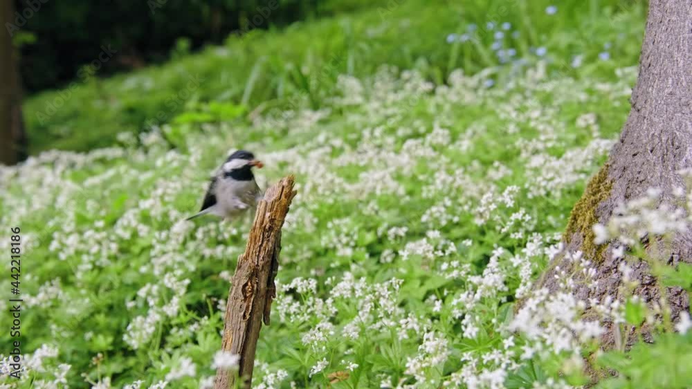 Eurasian coal tit (Periparus ater) nesting among white flowers, bird flying in forest