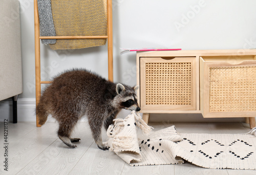 Cute mischievous raccoon playing with rug indoors