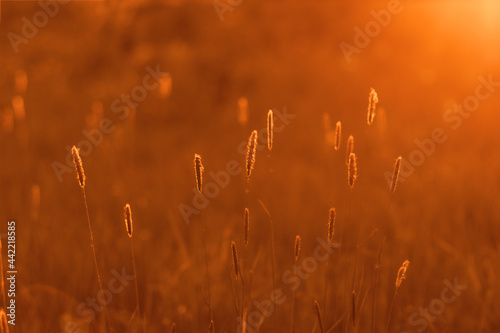 Dry grass stalks in sunset light with selective soft focus. Golden hour nature poster for interior design.