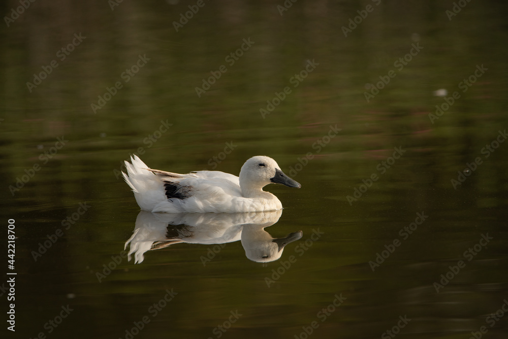 pato blanco nadando en el estanque y reflejado en el agua pato blanco nadando en el estanque y reflejado en el agua