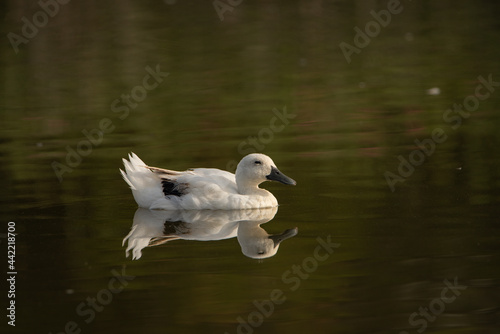 pato blanco nadando en el estanque y reflejado en el agua 