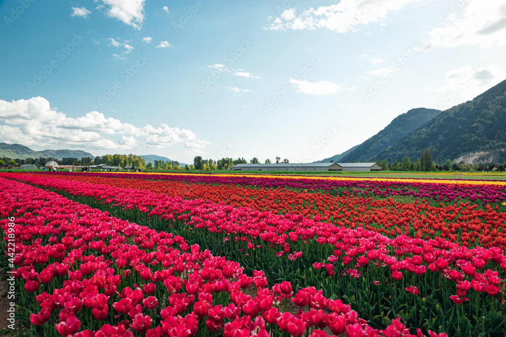 tulip blossom festival with mountains 