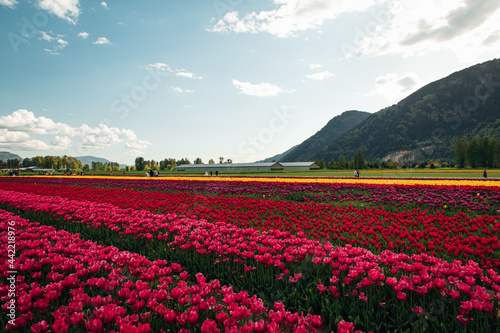 tulip blossom festival with mountains 