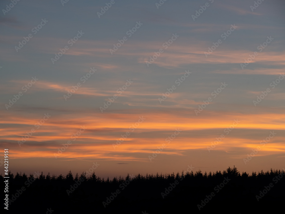 Wide view of sunset red sky over pine trees, wood. Background.