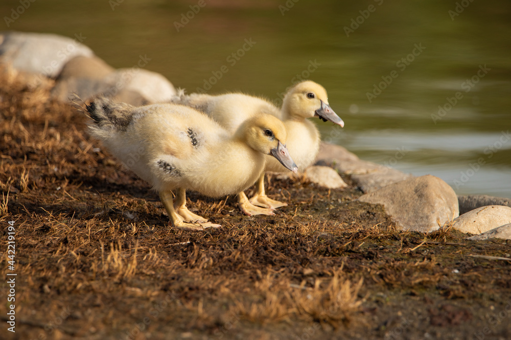 pareja de patos jóvenes en el borde del estanque del parque pareja de patos jóvenes en el borde del estanque del parque