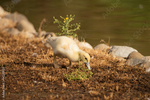 pato joven en el estanque picoteando en el suelo