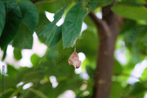 Schmetterling Insel Mainau photo