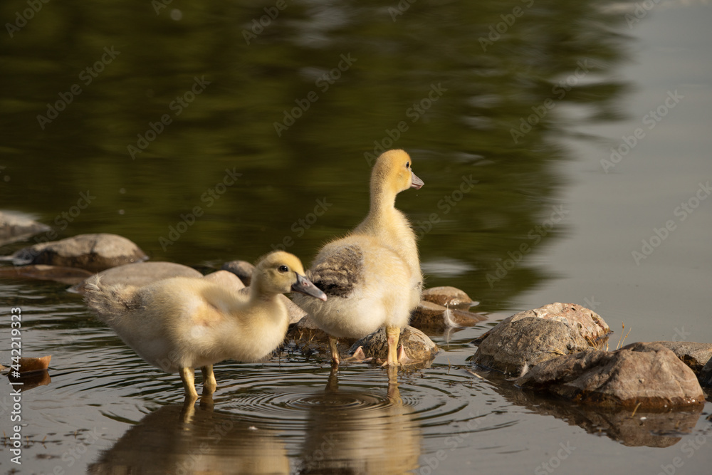 pareja de patos jóvenes bañándose en la orilla del estanque del parque pareja de patos jóvenes bañándose en la orilla del estanque del parque