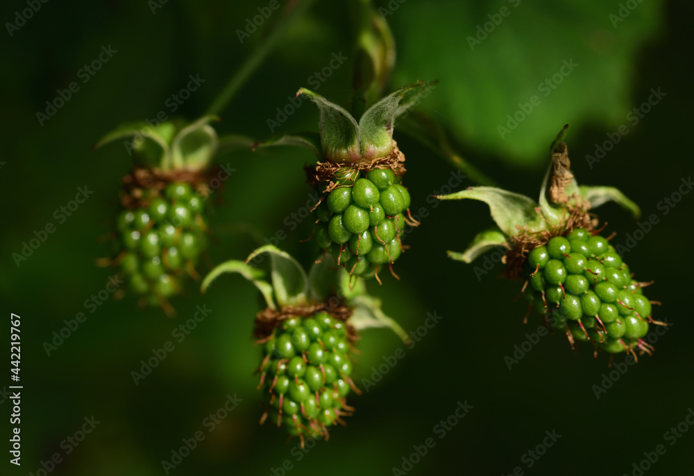 Close up of green, unripe blackberries hanging from a branch on a bush against a green background Close up of green, unripe blackberries hanging from a branch on a bush against a green background