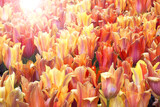  spring blooming yellow, pink and red tulips. Bright color spring flowers. 