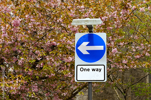 Road sign in a one way system around a town centre, isolated against a background of cherry blossom trees. No people.