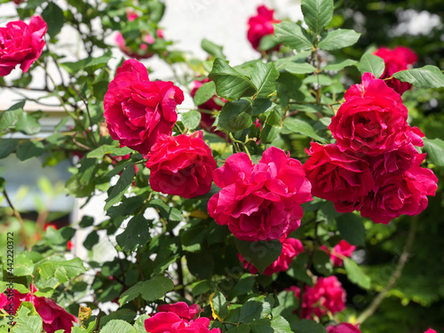 Pink red rose flowers in the garden on blurred background