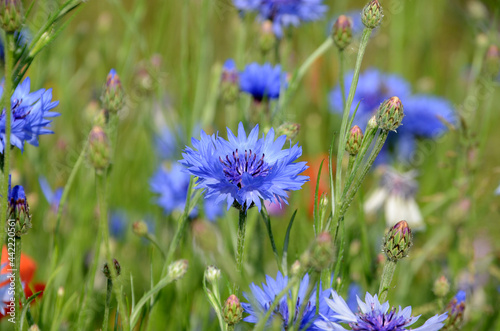 View into a field with flowers sn several colors, but with focus on a blue cornflower photo
