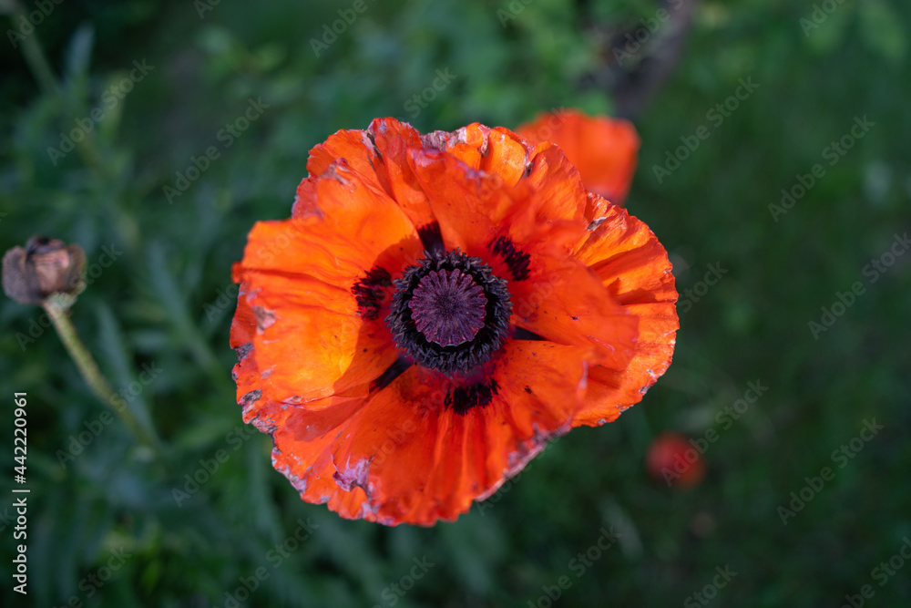 red decorative poppy, green grass background, close-up, selective focus red decorative poppy, green grass background, close-up, selective focus