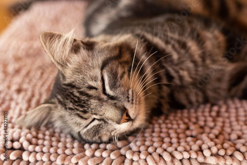 Um gato tigrado, deitado, descansando preguiçosamente sobre um tapete.