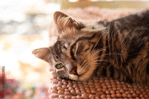 Um gato tigrado, deitado, descansando preguiçosamente sobre um tapete. photo