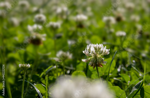 White clover flowers on a green background