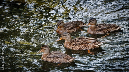 Photography Four brown ducks swim in the river, Rusovce, Bratislava, Slovakia