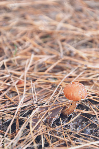 Macro photography of small wild mushroom in pine needles. Brown small mushrooms in a pine forest after rain among moss, foliage and pine needles. Macro shot with blurry background.