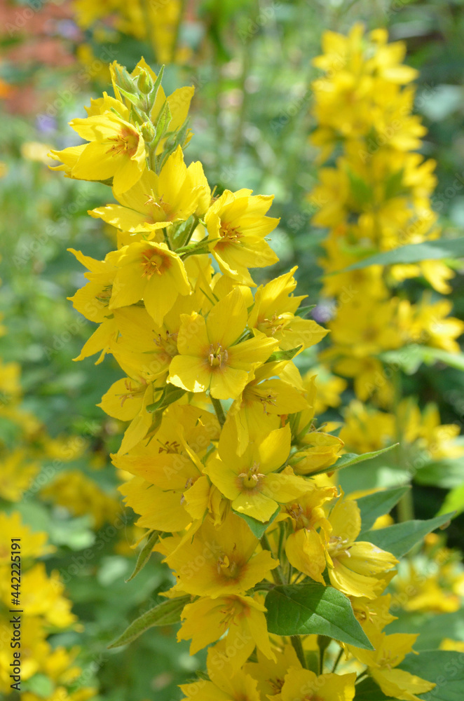 gelbe Blumen gelbe Blumen