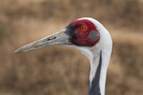Head of Sandhill crane (Antigone canadensis) outdoor close-up
