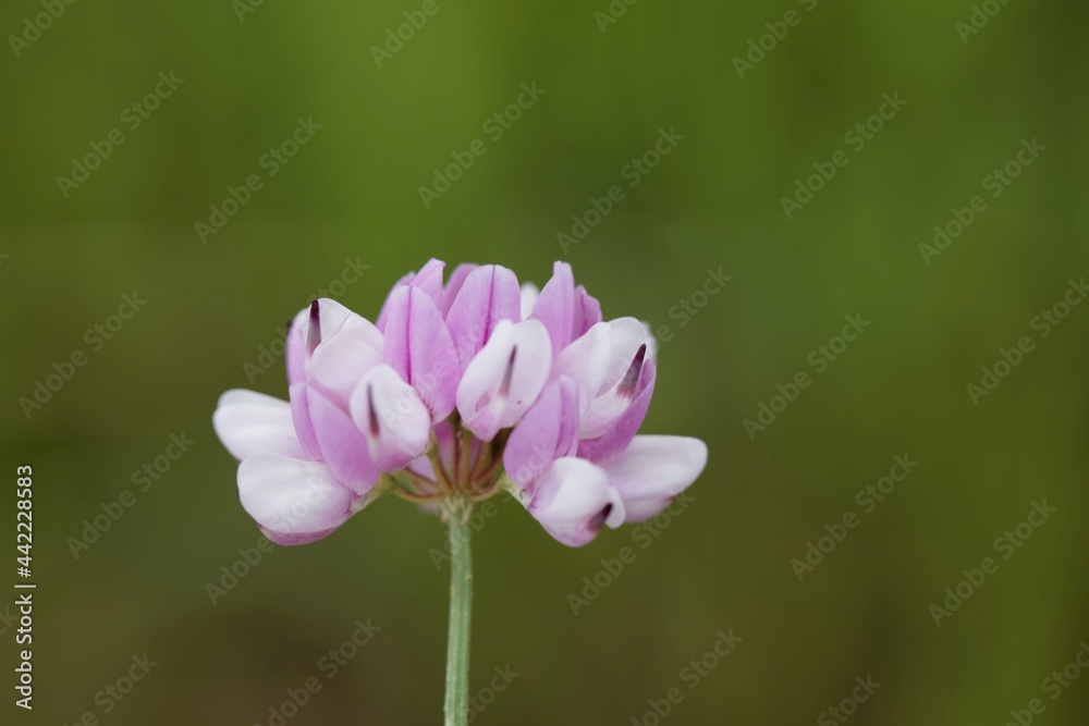 Flowers of a purple crown vetch, Securigera varia Flowers of a purple crown vetch, Securigera varia