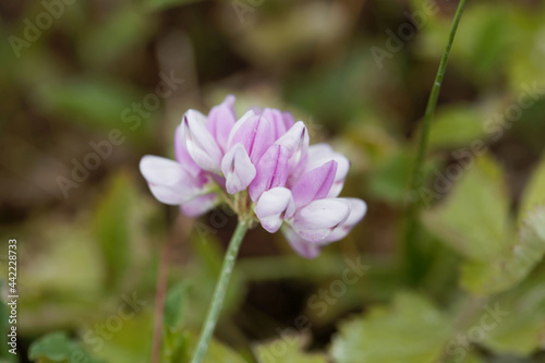 Flowers of a purple crown vetch, Securigera varia