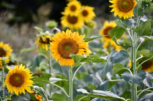 sunflower field in summer