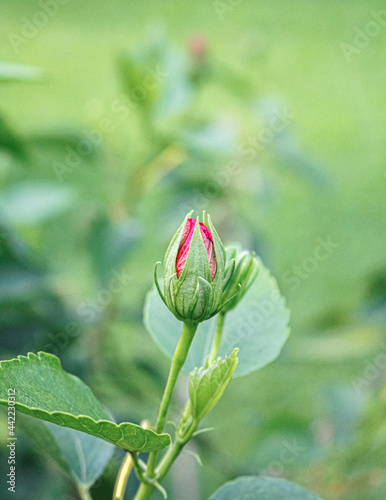 Photos Flor de clavel