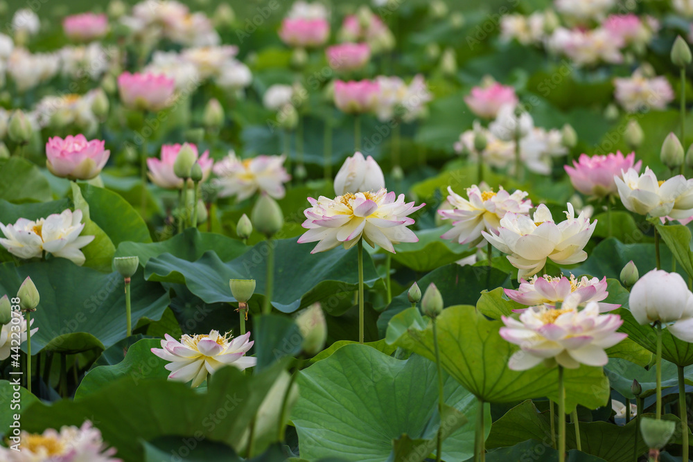 Fototapeta premium 満開のハスの花