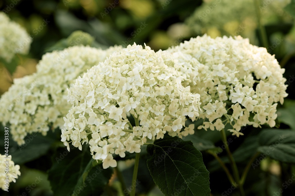 Smooth hydrangea blooming, white flowers closeup, bokeh garden background. Smooth hydrangea blooming, white flowers closeup, bokeh garden background.