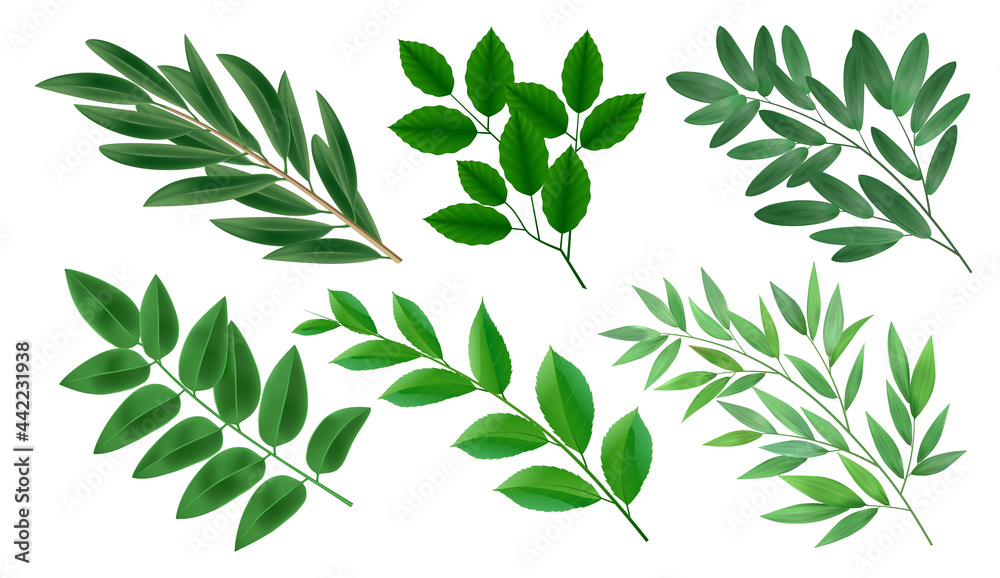 Realistic collection of green branches of deciduous trees with leaves isolated vector illustration.