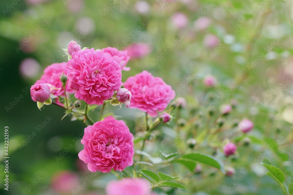 Roses fragile pink flowers, pink roses bright background.
Roses fragile pink flowers, pink roses bright background.