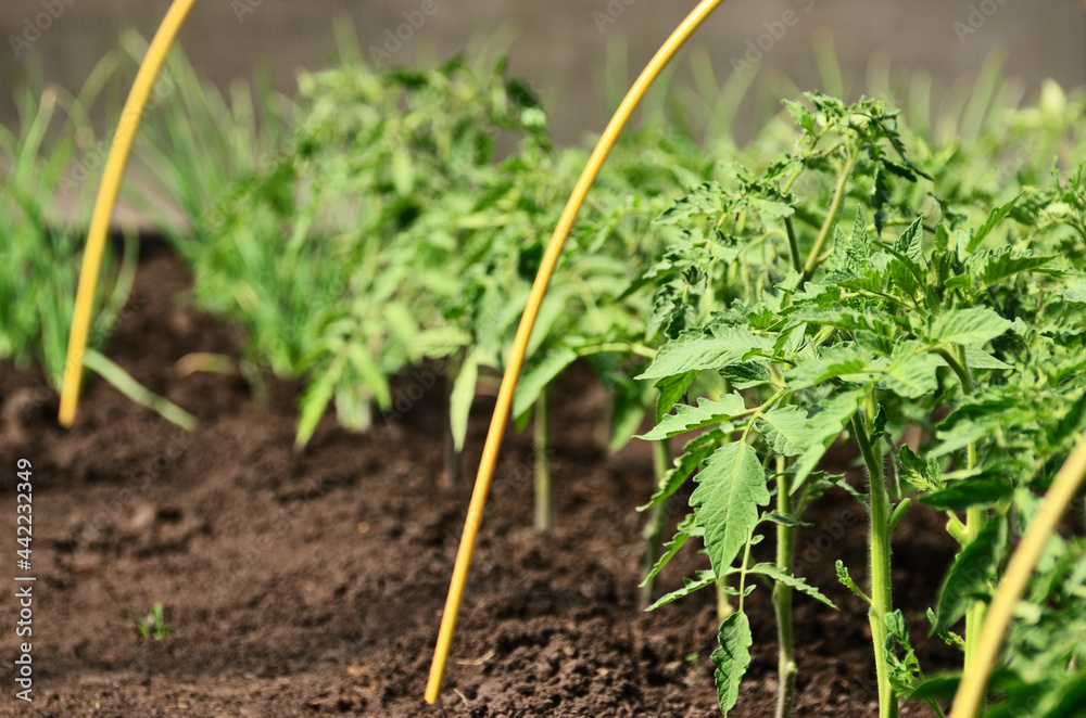 Tomato grows on a bed in a greenhouse with a copy space. High quality photo Tomato grows on a bed in a greenhouse with a copy space. High quality photo