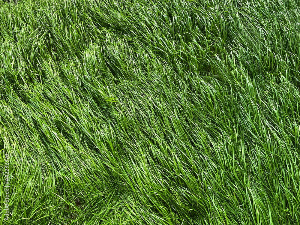 Abstract background of lush green grass Abstract background of lush green grass