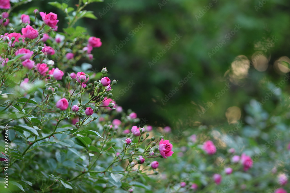  Pink roses frame on bokeh green background. Floral background with space for text. Climbing roses.