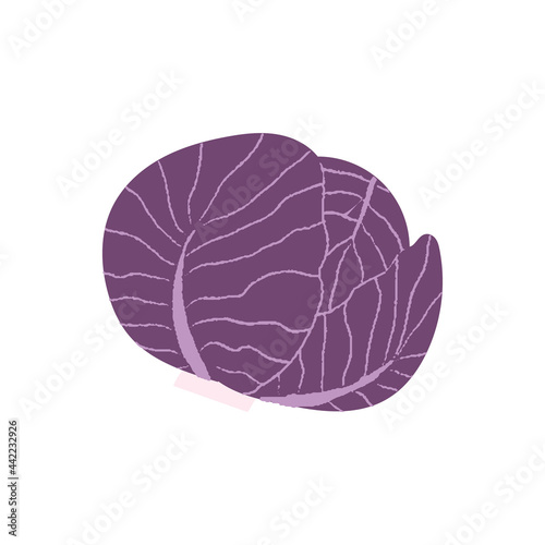 Red cabbage. Flat hand drawn textured illustration of purple head of cabbage.