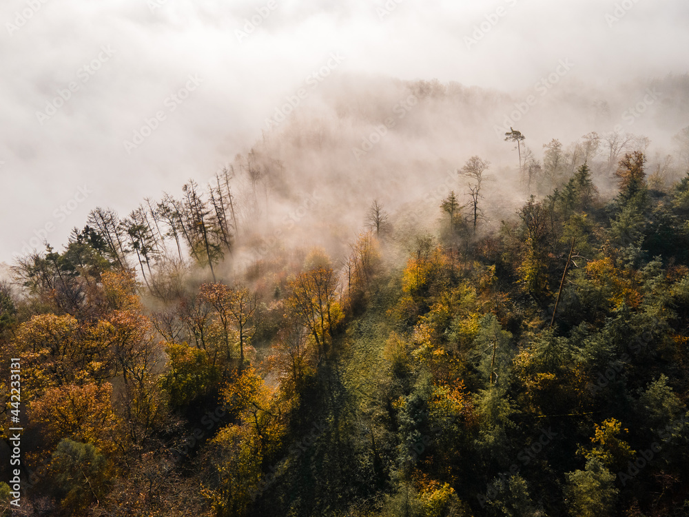 Aerial Autumn Forst with Fog