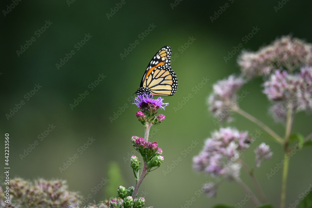 Monarch Butterfly on Purple Flower, Green Background Monarch Butterfly on Purple Flower, Green Background