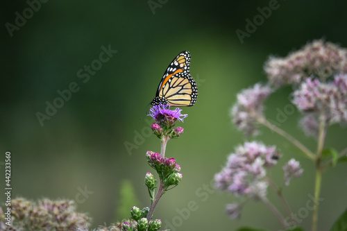 Monarch Butterfly on Purple Flower, Green Background © Teresa Considine