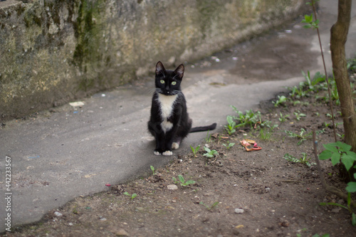 Black cat with white breast. A stray cat near the house.