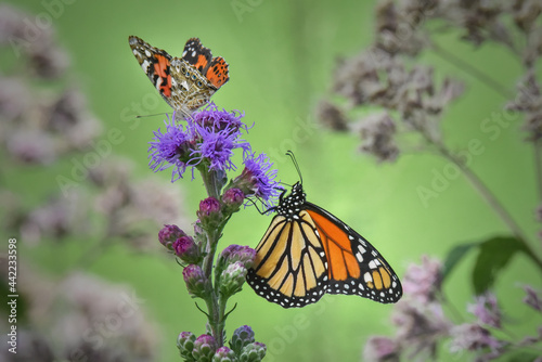 Monarch Butterfly and Painted Lady Butterfly on Purple Liatris Flower  Two Butterflies Close Up Garden