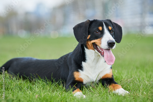Entlebucher sennenhund outdoors on grass. Loyal pet friend