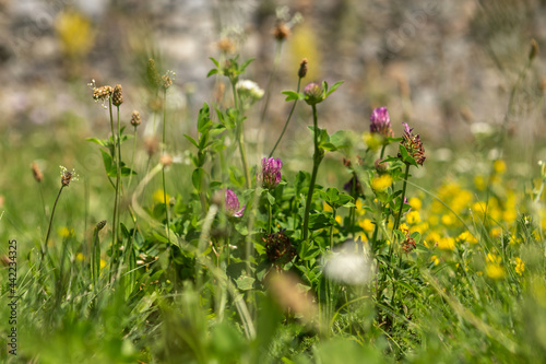 Close-up of a wildflower meadow in the summer