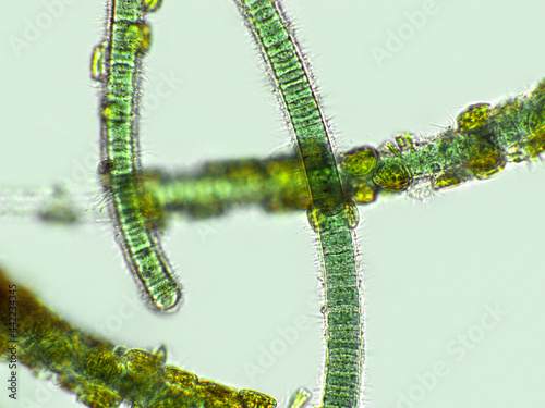Blue green filamentous algae under microscopic view, cyanobacteria, green algae, Oscillatoria sp.