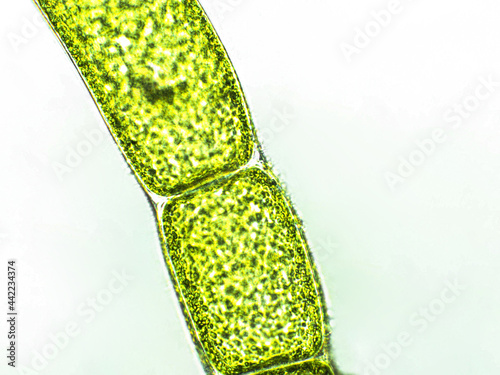 Cladophora sp. algae under microscopic view, green algae photo
