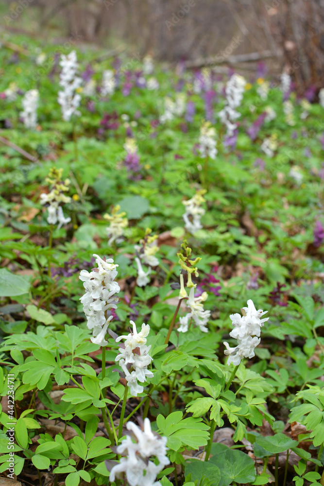 In spring, corydalis blooms in the forest In spring, corydalis blooms in the forest