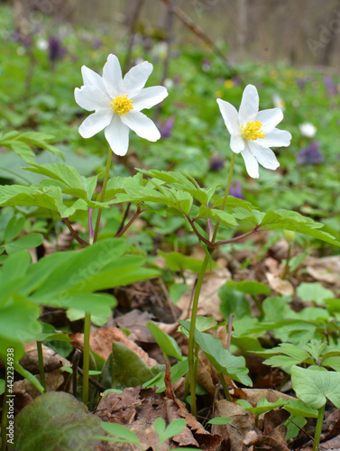 In the wild bloom early spring perennial plant Anemone nemorosa